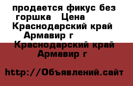 продается фикус без горшка › Цена ­ 500 - Краснодарский край, Армавир г.  »    . Краснодарский край,Армавир г.